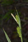 Blue sedge